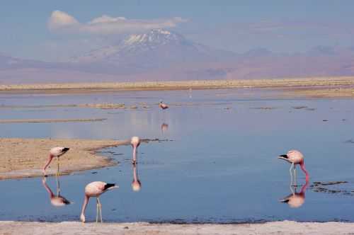 TREKKING NEL DESERTO DI ATACAMA 2015